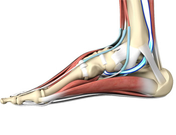 Rehabilitation Protocols | Achilles Tendon Rupture Seattle, WA | Ankle ...